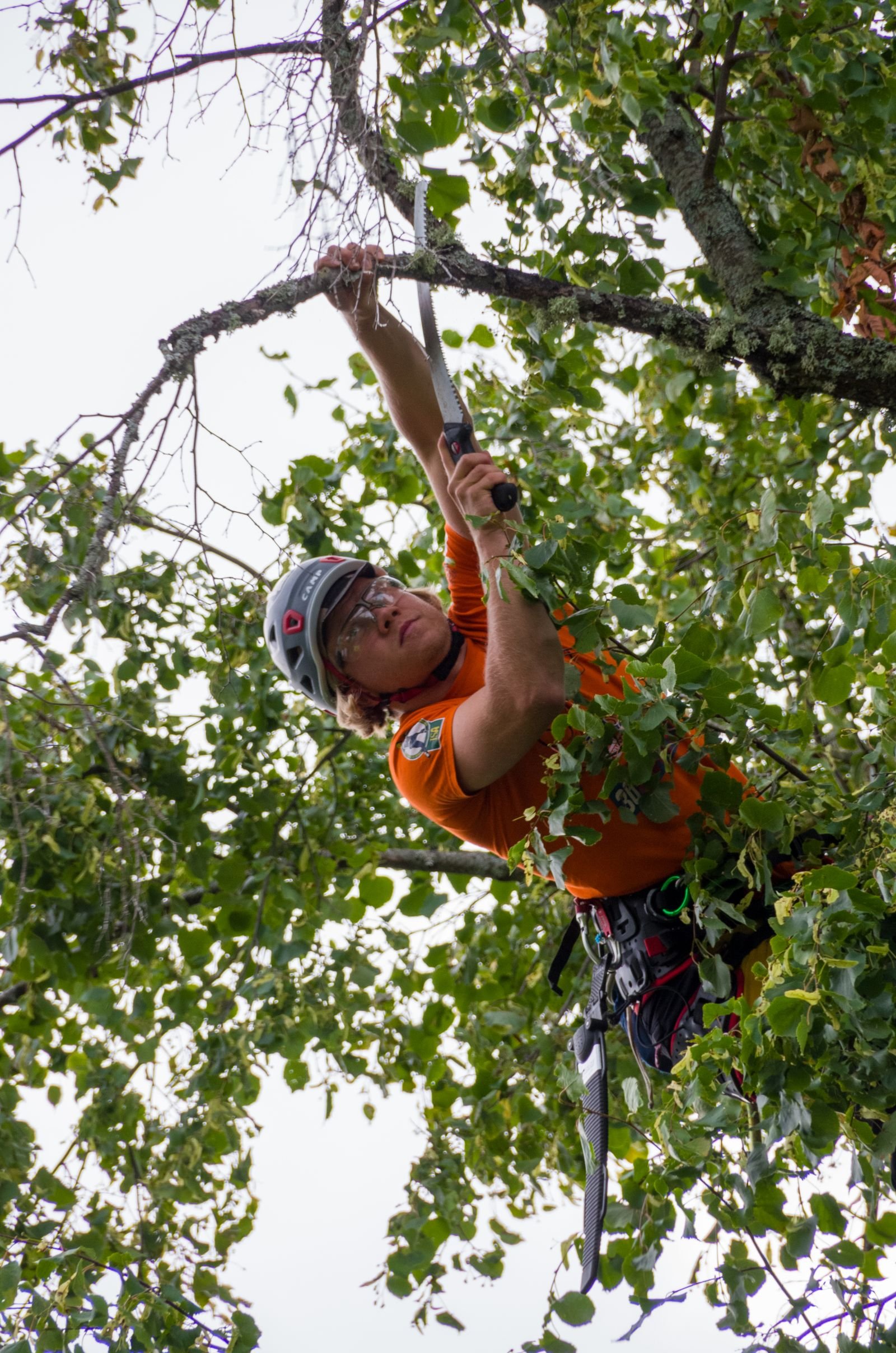 Can Trimming an Oak Tree Kill It? Austin’s February to June Rule