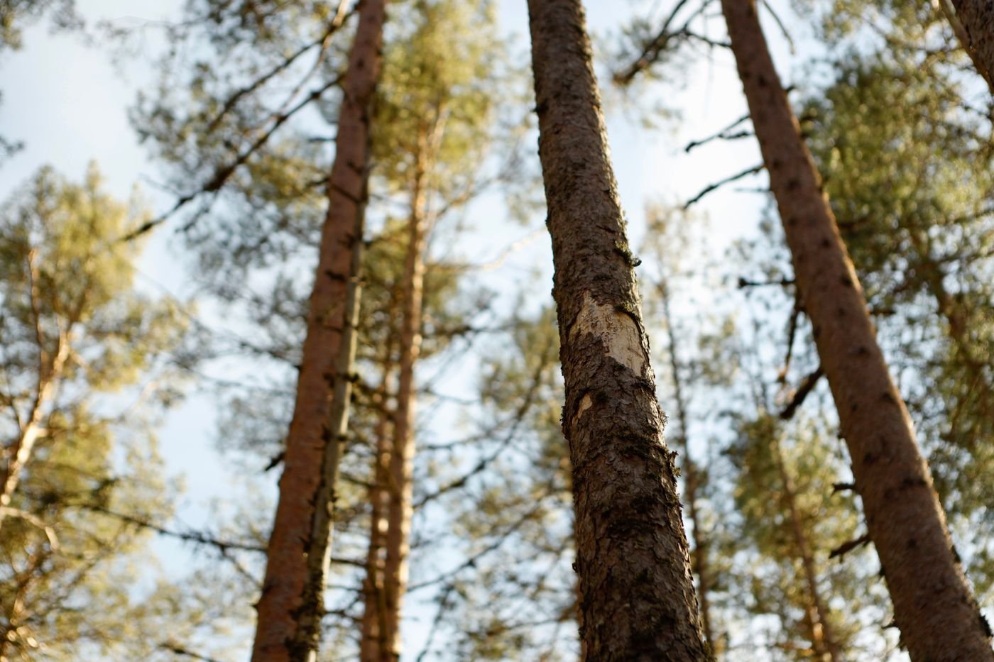 Can Trimming a Pine Tree Kill It?