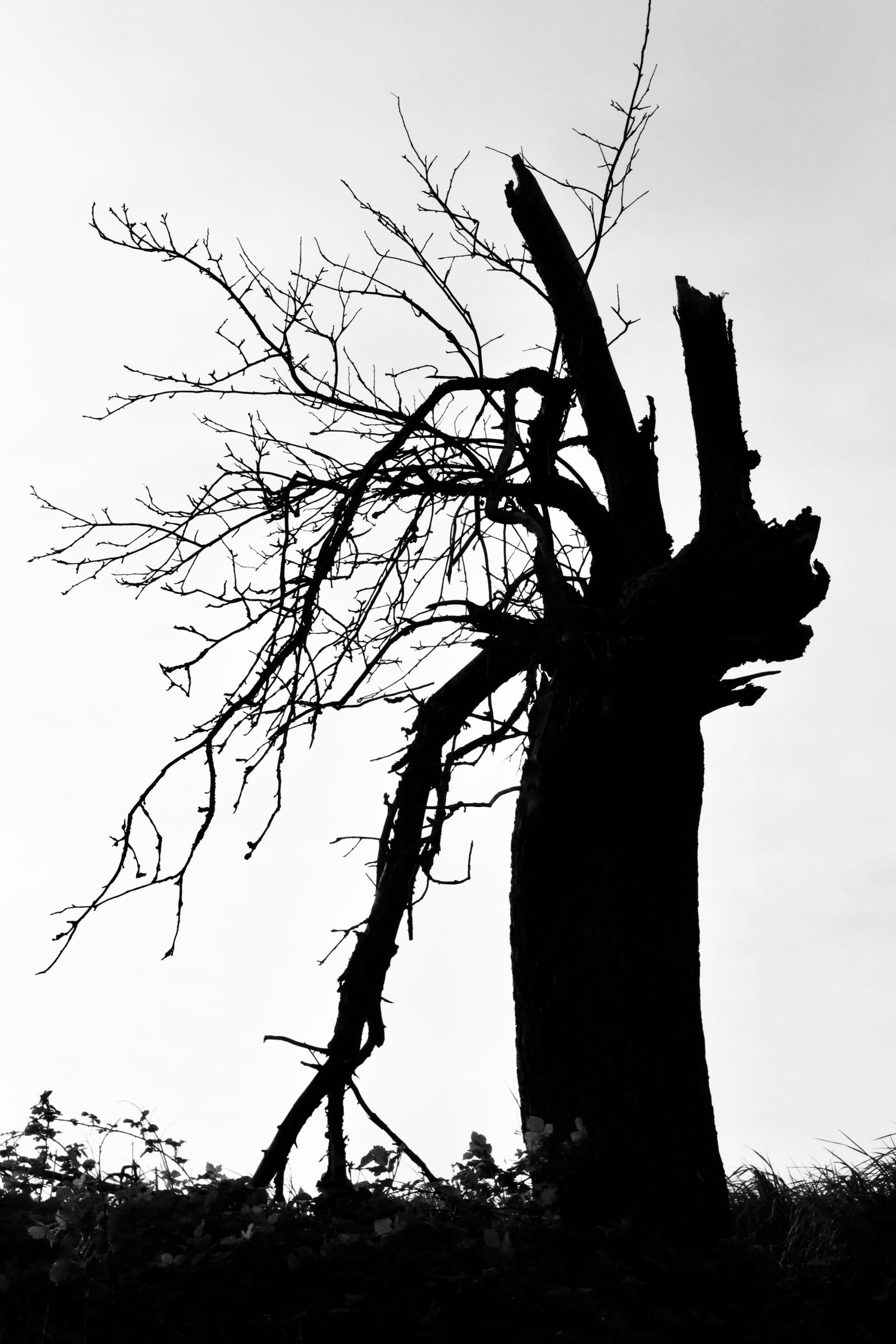 Signs a Tree Is Dead or Dangerous and Needs to Come Down
