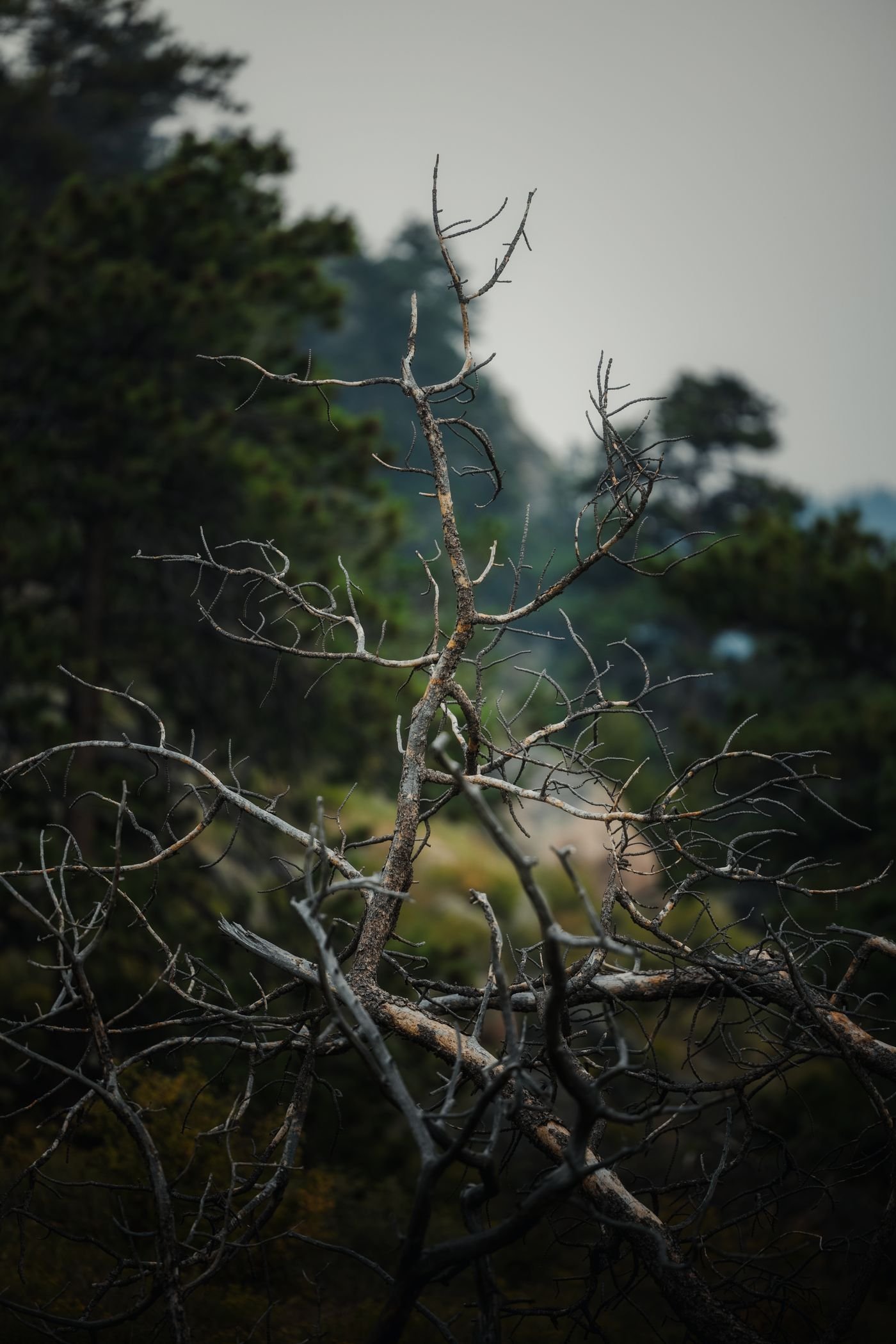 Tree Trimming vs Pruning: What’s Actually Different