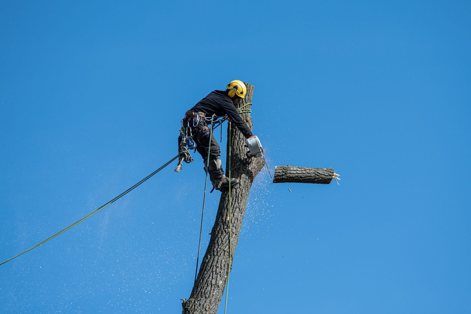 Arborist roped into the top of a tree, cutting a section off with a chainsaw against a clear blue sky