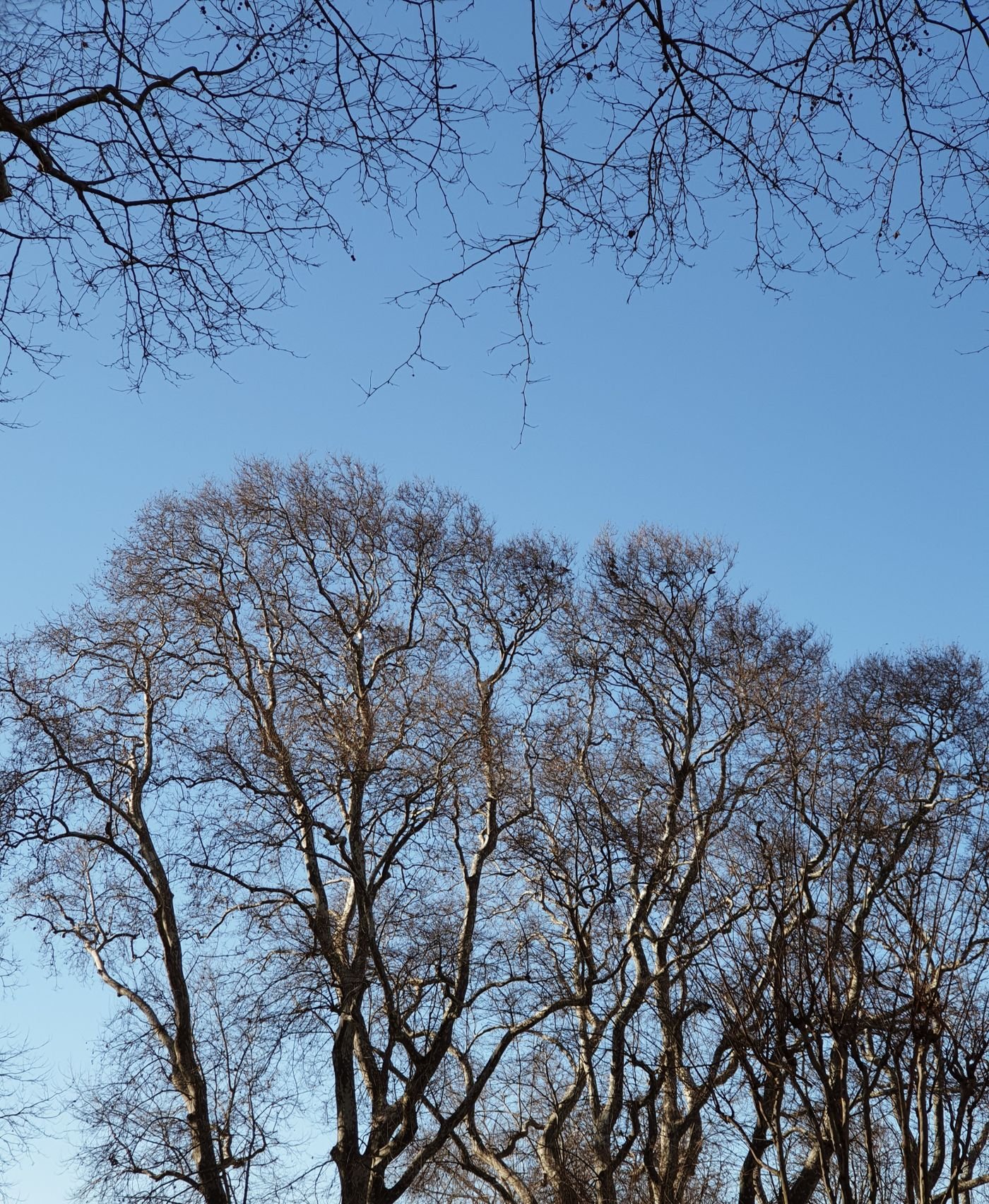 Best Time of Year to Trim Trees in Austin